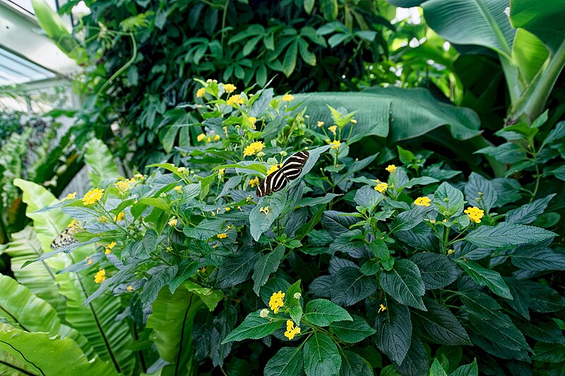 File:London - Kew Gardens - Princess of Wales Conservatory 1987- Ten Climatic Zones - Butterfly Exhibition IV.jpg