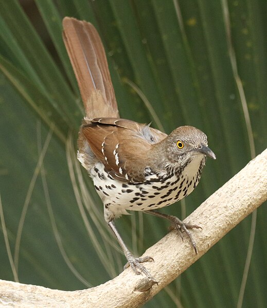 File:Long-billed Thrasher Tex.jpg