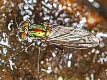 Длинноногая муха - Plagioneurus univittatus, Государственный лес Okaloacoochee Slough, Фелда, Флорида.jpg