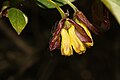 Lonicera involucrata