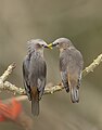 * Nomination Chestnut-tailed Starling. By User:Touhid biplob --RockyMasum 08:26, 17 June 2020 (UTC) * Promotion  Support Good quality. --Ermell 08:52, 17 June 2020 (UTC)