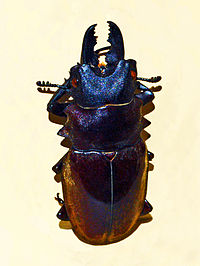 Lucanidae - Odontolabis dalmani.JPG