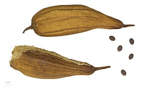 Luffa aegyptiaca (Sponge gourd, loofah), fruits and seeds