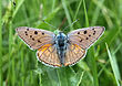 Lycaena alciphron