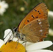 斑貉灰蝶 Lycaena virgaureae