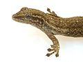 Miniatura para Lygodactylus capensis