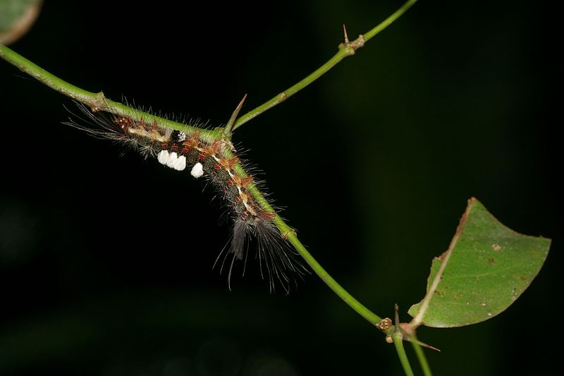 File:Lymantriinae-Kadavoor-2016-07-07-002.jpg