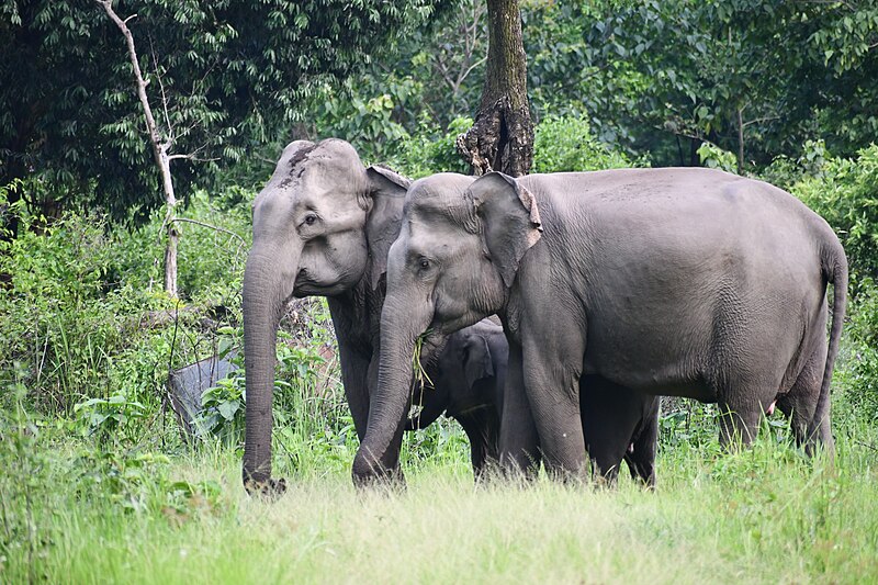 File:MANAS NATIONAL PARK.jpg