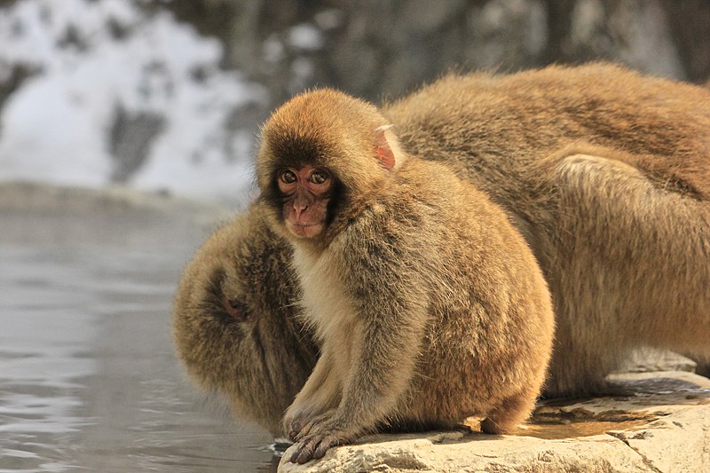 File:Macaca Fuscata, also known as Japanese Snow Monkeys, in Jigokudani, Yudanaka, Japan 13.jpg