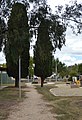 English: Pine trees planted to commemorate the coronation of Queen Elizabeth II in Maclagan, Queensland