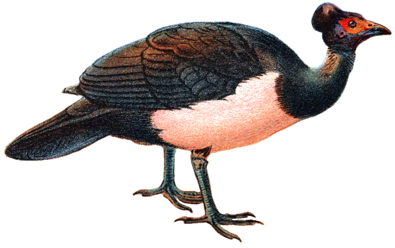 File:Maleo bird white background.PNG