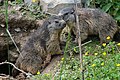 * Nomination: Marmottes au parc animalier de Sainte-Croix. --Musicaline 07:03, 24 September 2021 (UTC) * * Review needed