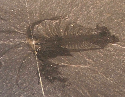 This Marrella specimen illustrates how clear and detailed the fossils from the Burgess Shale lagerstätte are