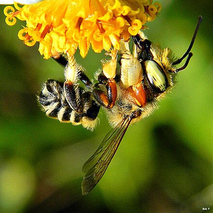 Megachile albitarsis - White-footed Leafcutter Bee. Megachile albitarsis - White-footed Leafcutter Bee.jpg