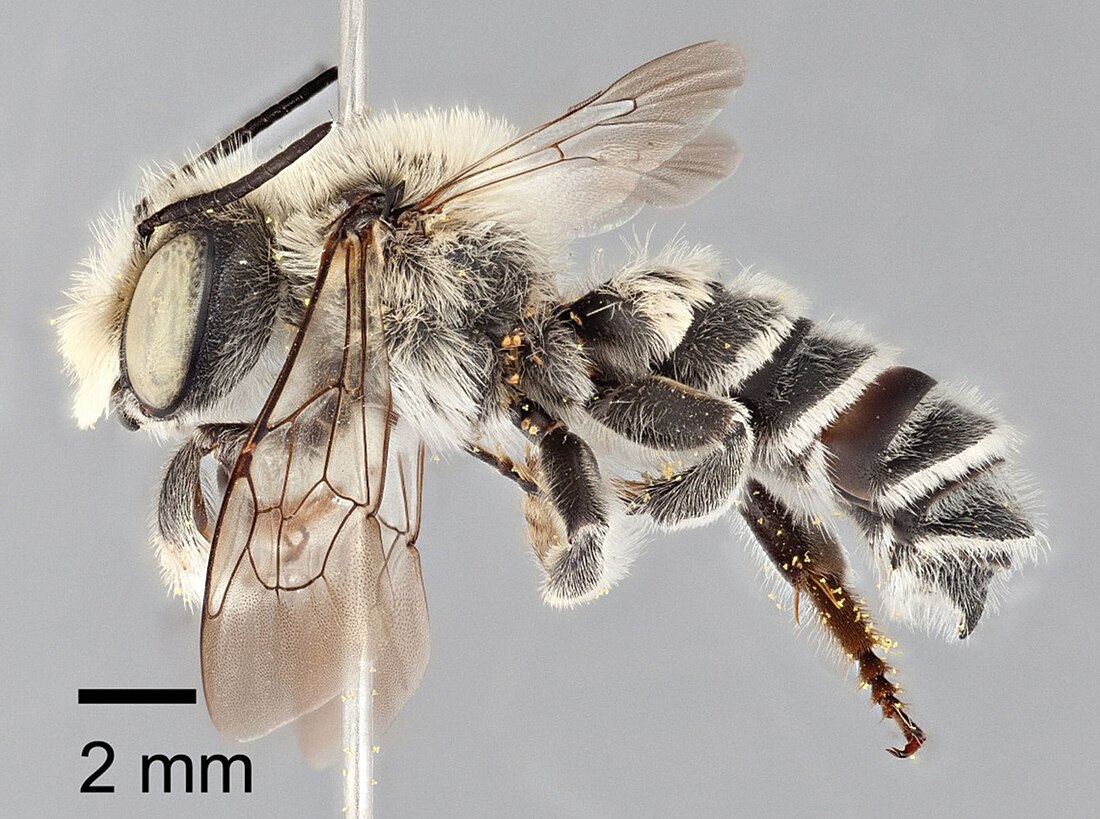 Megachile chomskyi