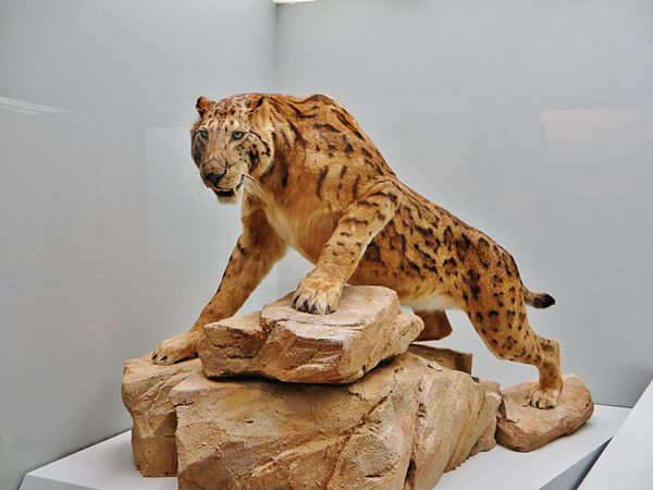 Megantereon model at Natural History Museum of Basel