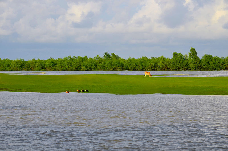 File:Meghna grass.JPG