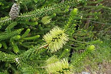 Melaleuca diosmifolia ideas.jpg