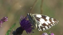 Soubor:Melanargia galathea.ogv