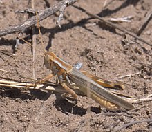 Melanoplus flavidus P1300034a.jpg