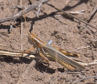 <i>Melanoplus flavidus</i> Species of grasshopper