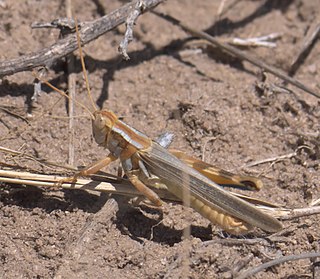 <i>Melanoplus flavidus</i> species of insect