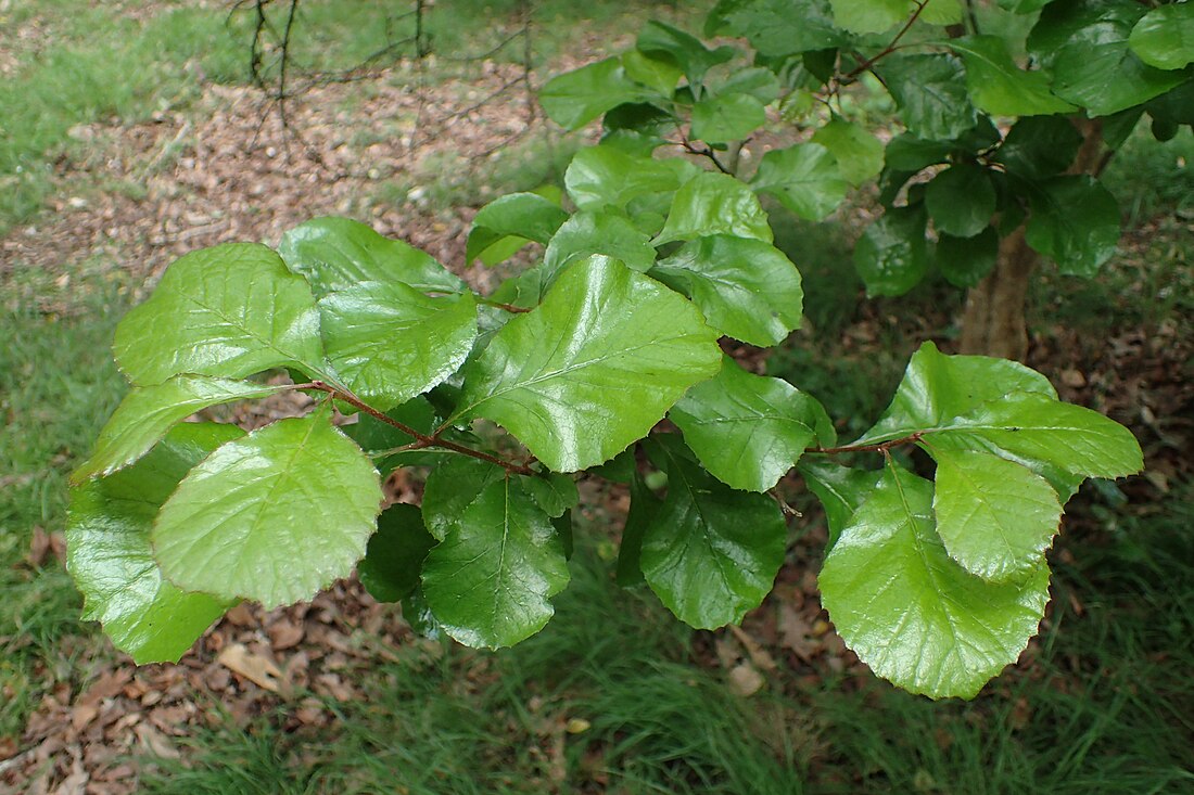 细花泡花树