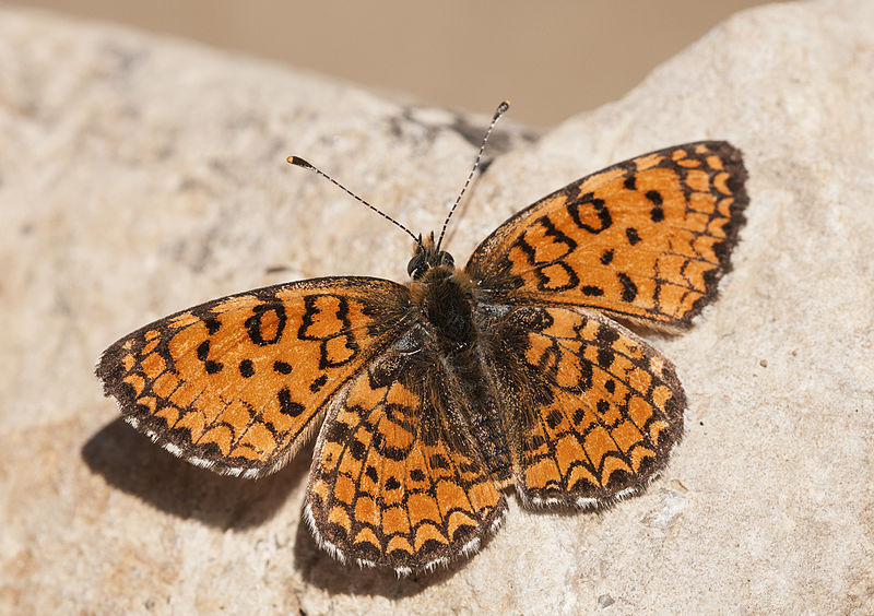 File:Melitaea collina - Hataylı İparhan 05.jpg