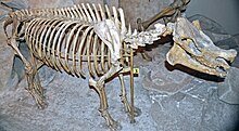 Menoceras arikarense skeleton.jpg