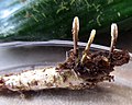 Miniatura para Metacordyceps