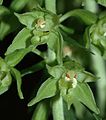 Epipactis leptochila var. altensteiniana flowers Germany - Rhön