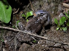 Mihyla palmipes 120607-0085 krw.jpg