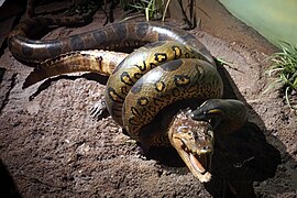 Milwaukee Public Museum October 2023 14 (Rainforest--Struggle to Death- caiman and anaconda).jpg