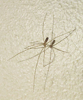 <i>Psilochorus simoni</i> Species of spider