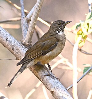 Mirlo Garganta Blanca, White Throated Thrush, Turdus assimilis (13362733943), crop.jpg