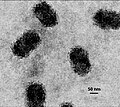 Miniatura para Virus ADN bicatenario