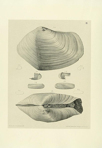 File:Mollusques tertiaires du Portugal (Pl. II) (6812866342).jpg