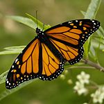Monarch Butterfly 17-03-2006 6-44-40 p.m..JPG