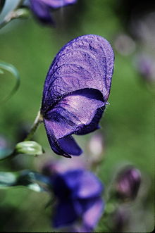 Monkshood flower, Aconitum napellus Monkshood.jpg