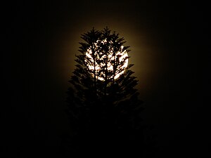Moon behind tree