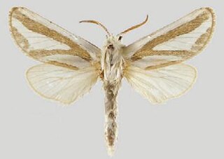 <i>Mormogystia proleuca</i> Species of moth