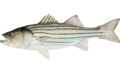 Morone saxatilis.png