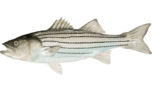 Morone saxatilis.png