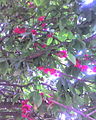 Jambeiro em floração