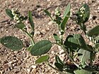 Chenopodium atrovirens