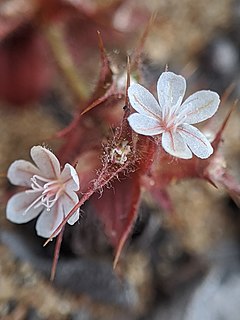 <i>Mucronea californica</i> Species of flower plant