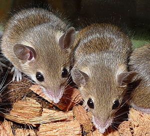 Matthey harvest mouse (Mus mattheyi)