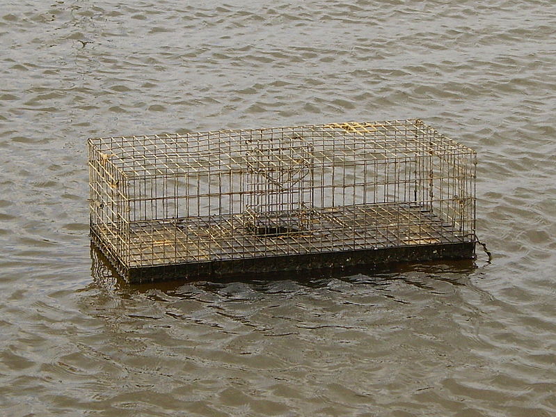 File:Muskrat trap.jpg