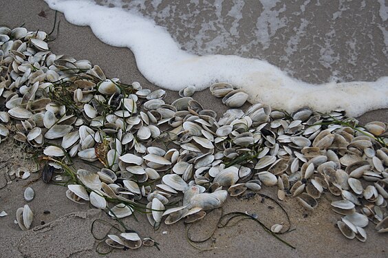 A pile of mussels on the beach
