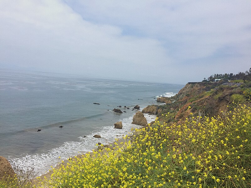 File:Mustard Flowers, El Matador.jpg